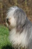 BEARDED COLLIE 412